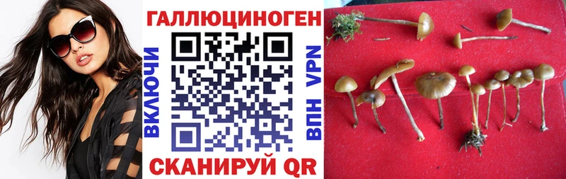 маркетплейс официальный сайт Жуковский Псилоцибиновые грибы Cubensis